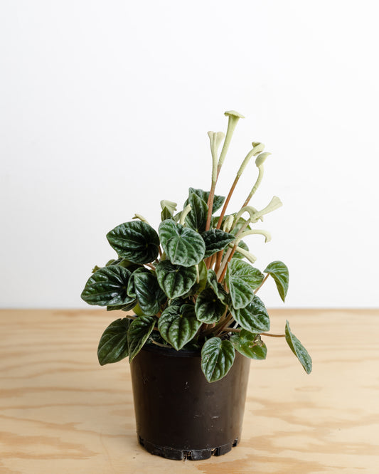Peperomia Caperata, Emerald Ripple (100mm Pot Size)