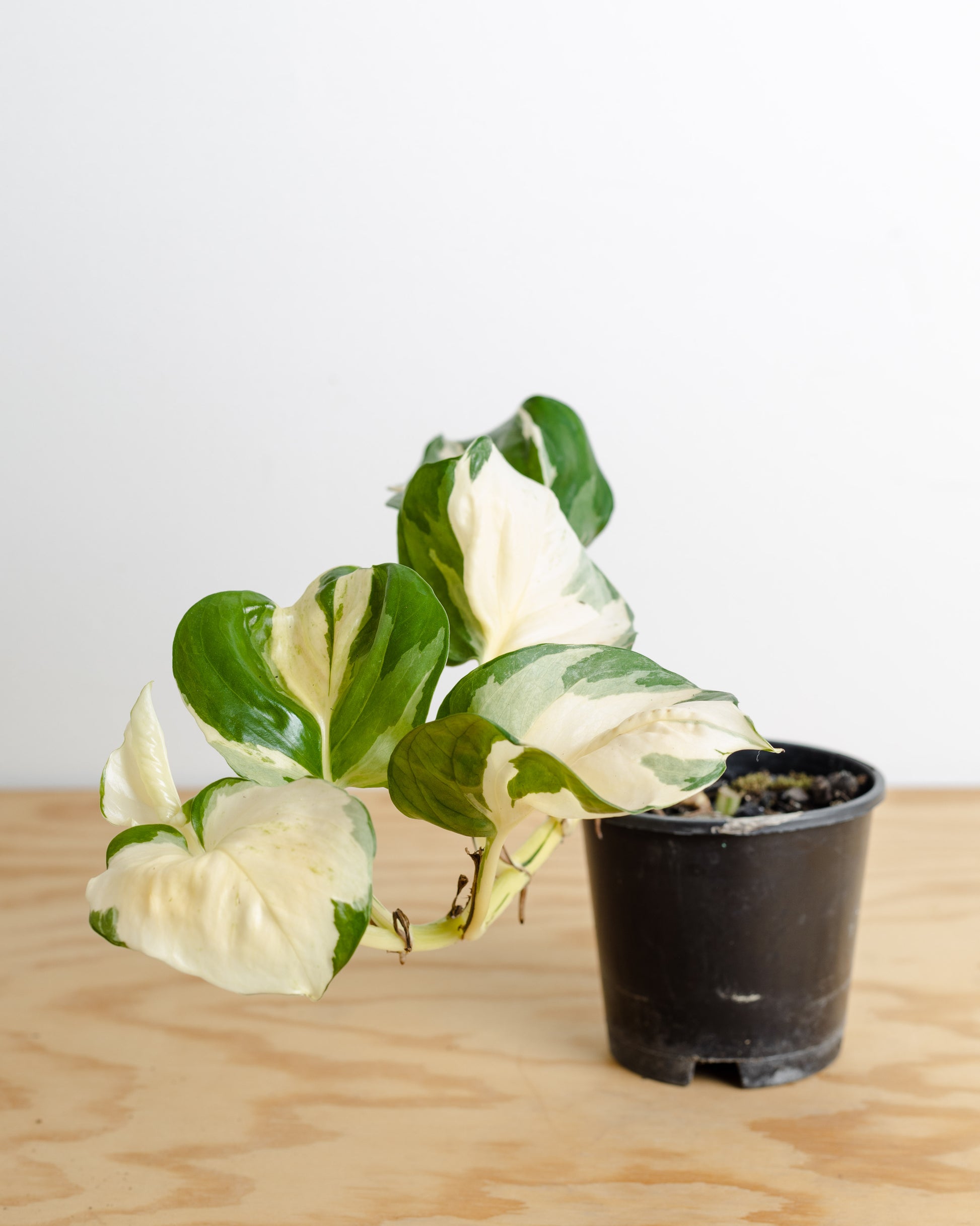 is manjula pothos rare Rare, Pothos Manjula (100mm Pot Size) – Little Fox Lane