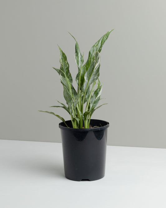 Spathiphyllum, Domino (130mm pot size)