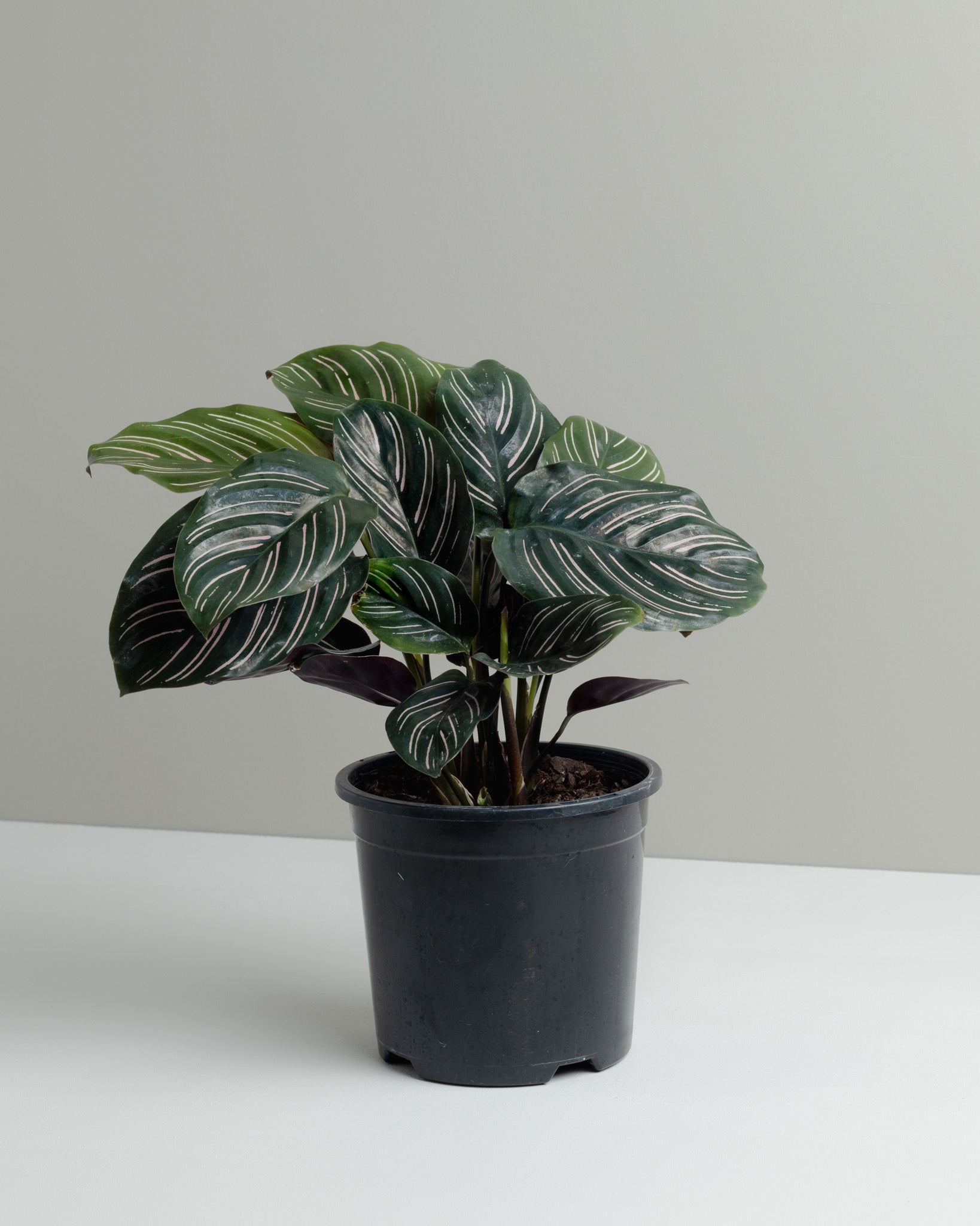 Calathea Ornata 'Pinstripe Plant'. Buy indoor plants online and have it delivered to your door.