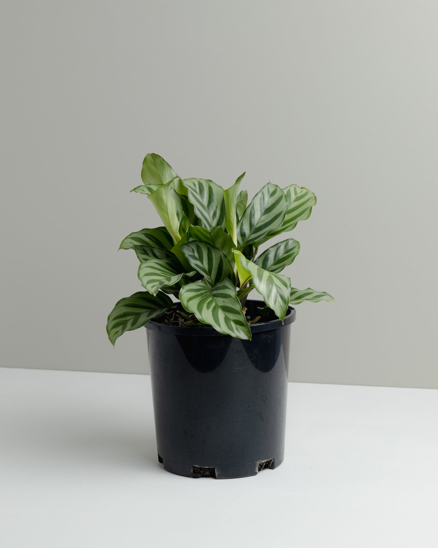 Calathea Freddie plant. Buy indoor plants online and have it delivered to your door.