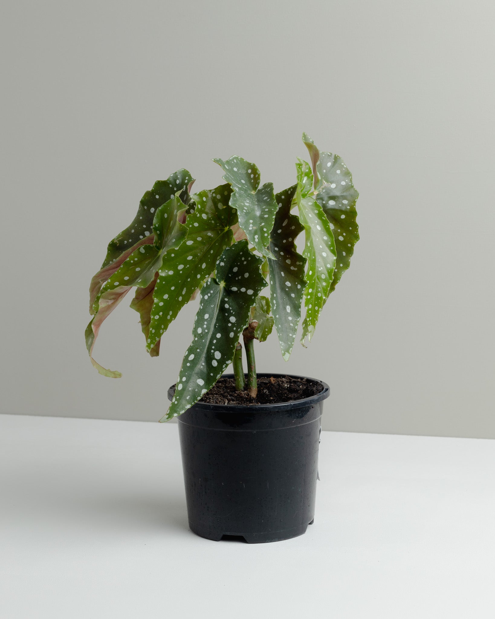 Begonia Maculata plant. Buy indoor plants online and have it delivered to your door.