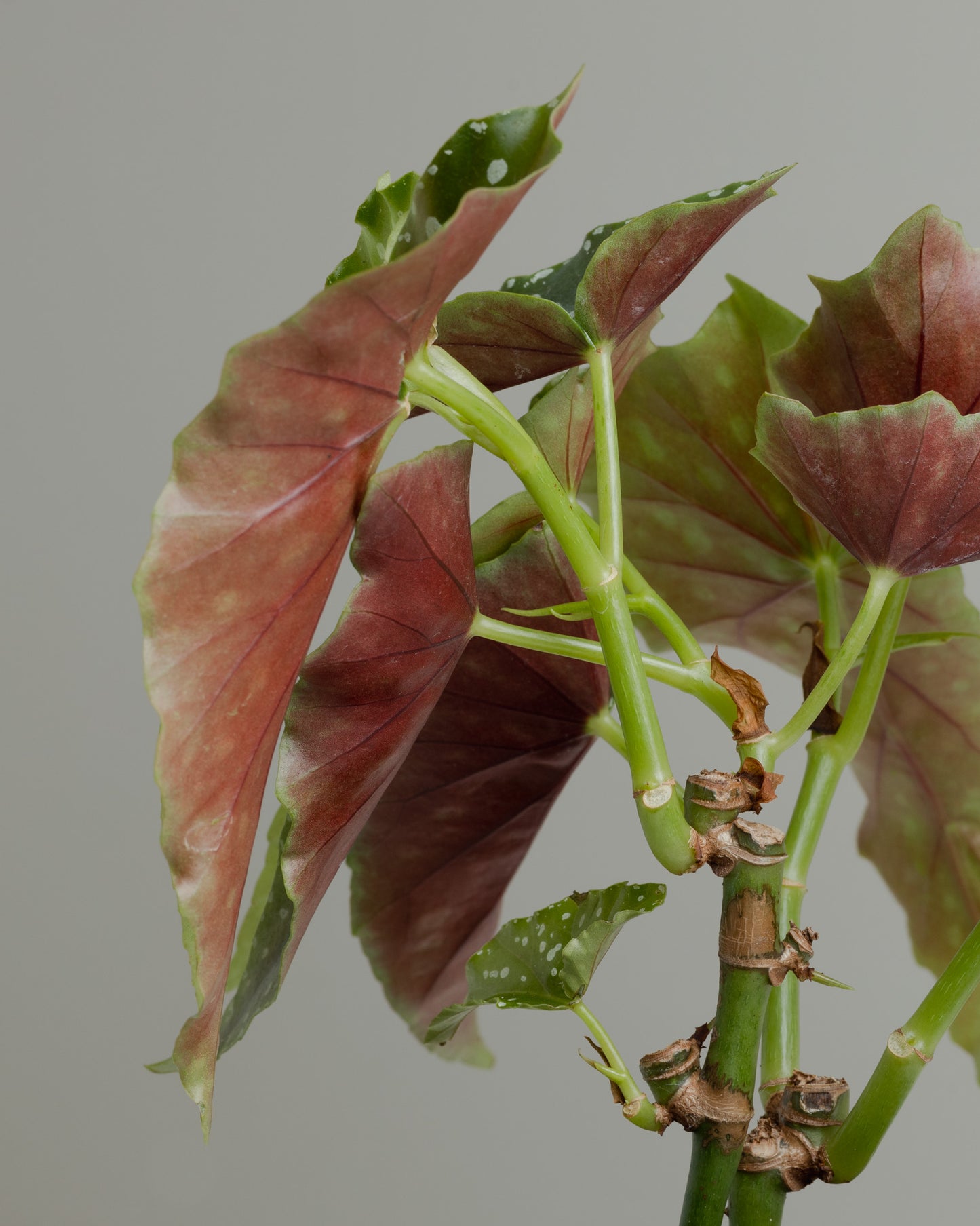 Begonia Maculata Wightii (130mm Pot Size)