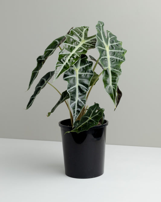 Alocasia Amazonica plant. Buy indoor plants online and have it delivered to your door.
