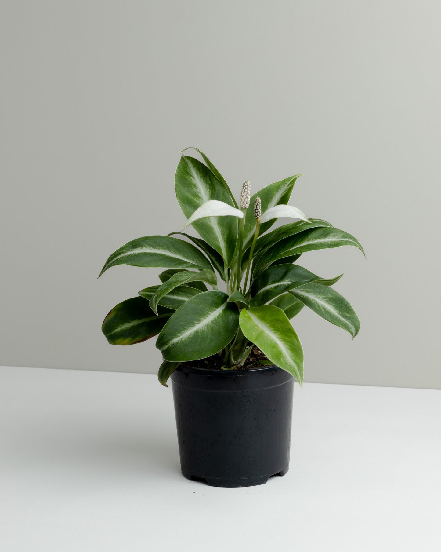 peace lily silver streak Spathiphyllum, Silver Streak (130mm pot size)