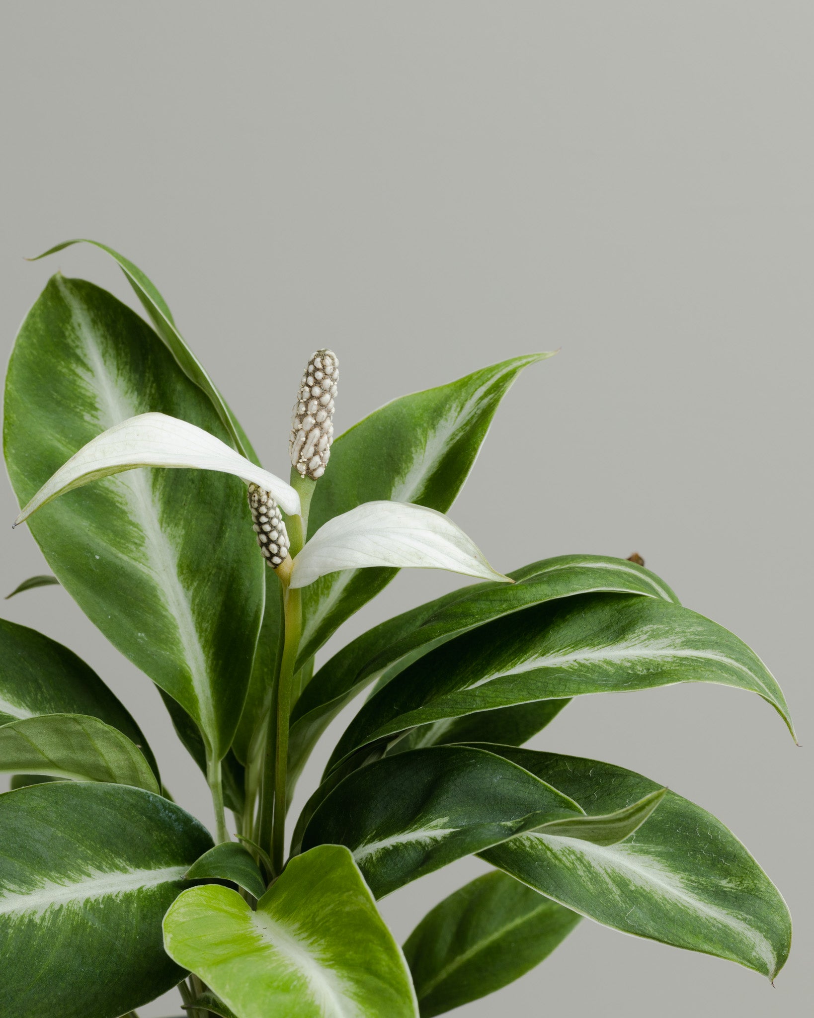peace lily silver streak Spathiphyllum, Silver Streak (130mm pot size)