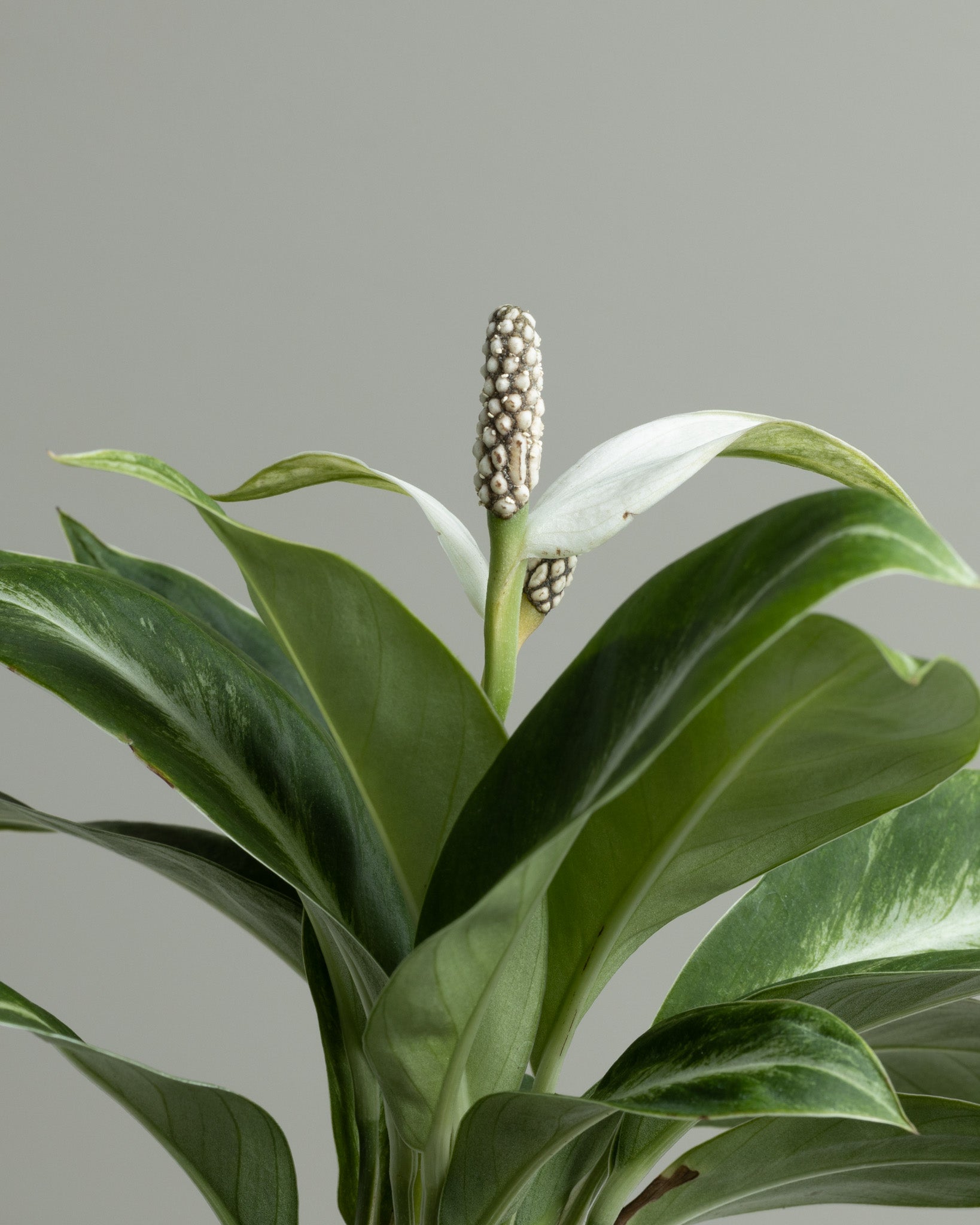 silver streak peace lily Spathiphyllum, Silver Streak (130mm pot size) – Little Fox Lane