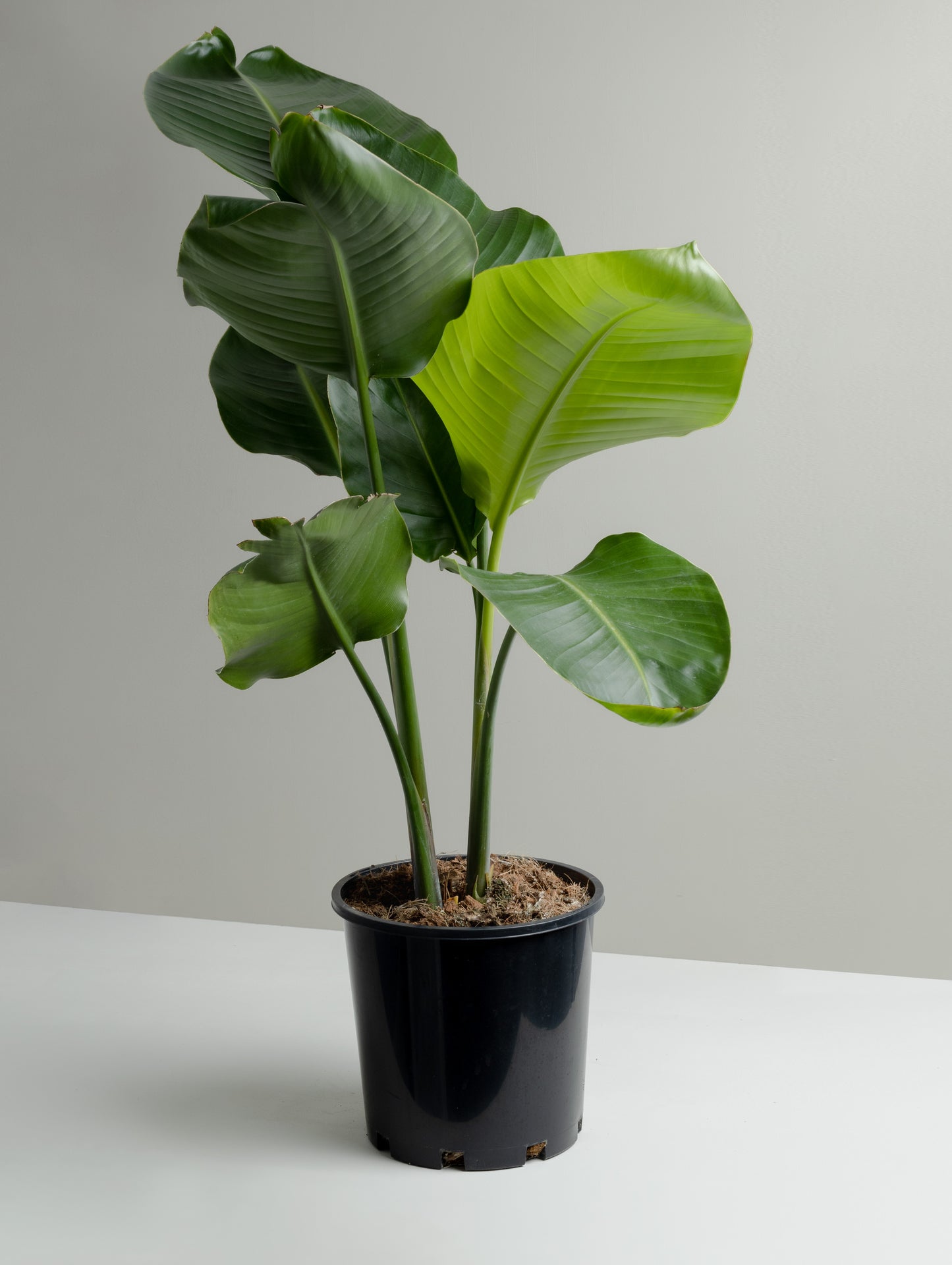 pot size for bird of paradise plant Bird of Paradise, Nicolai (200mm pot size) – Little Fox Lane
