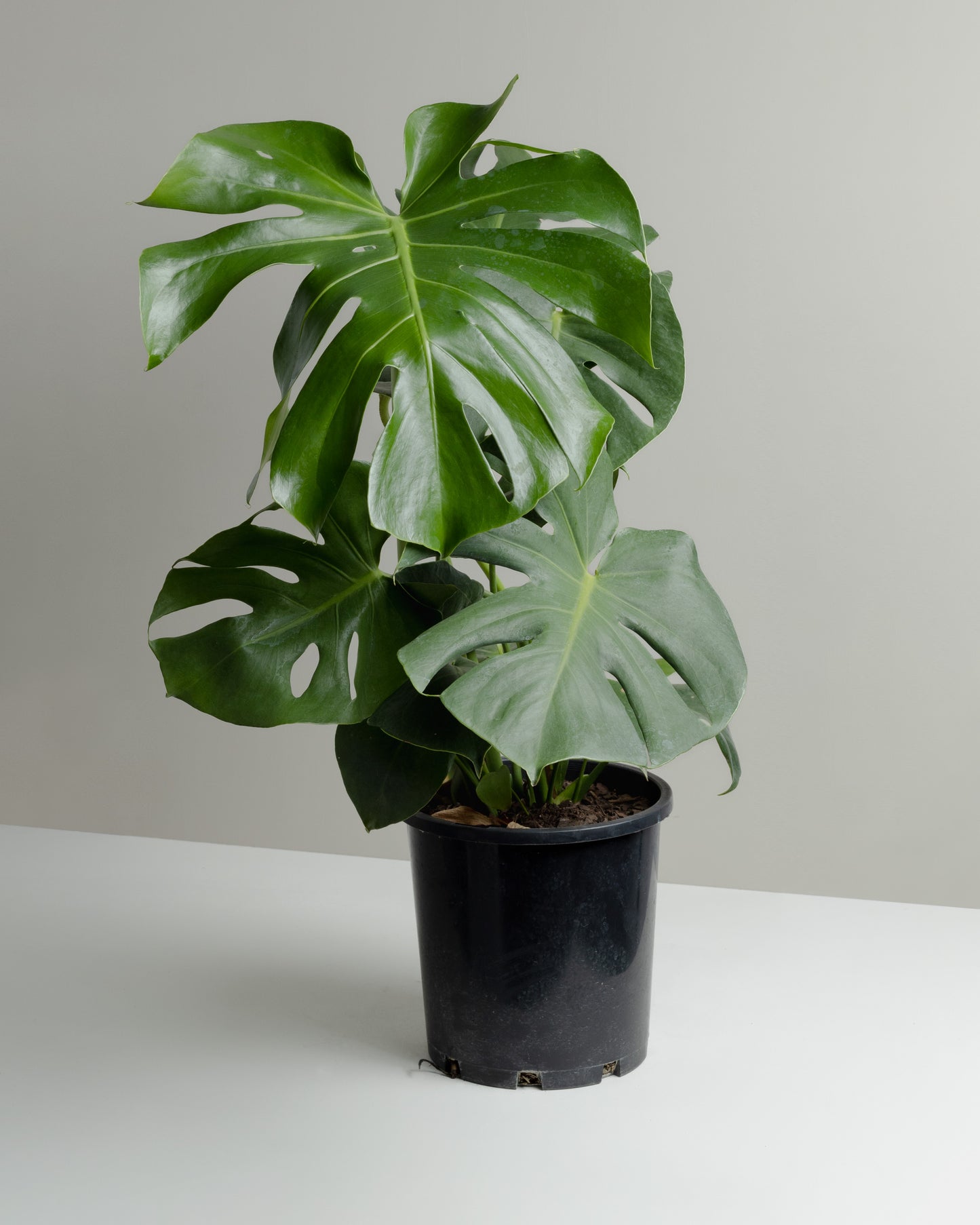 Monstera Deliciosa, a popular indoor houseplant also known as 'fruit salad' or 'swiss cheese'. 