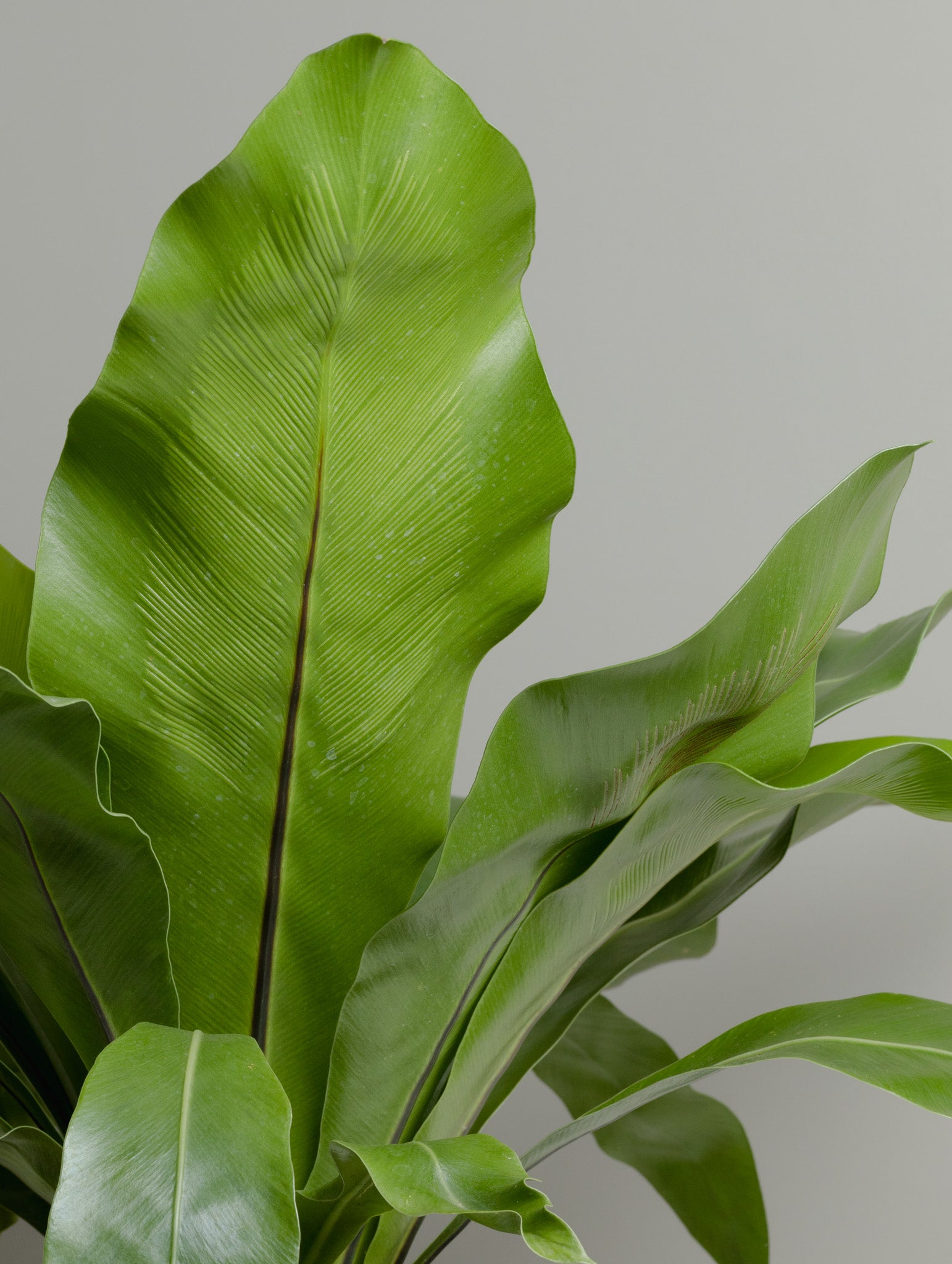 norfolk gem birds nest fern Asplenium, Norfolk gem (200mm Pot Size) – Little Fox Lane