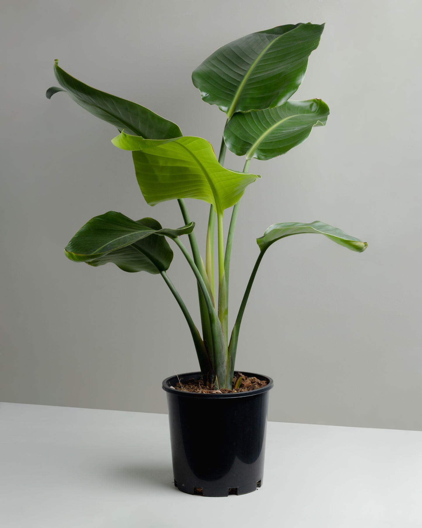 strelitzia, bird of paradise, nicolai. Buy houseplants and have them delivered to your door or click and collect. 