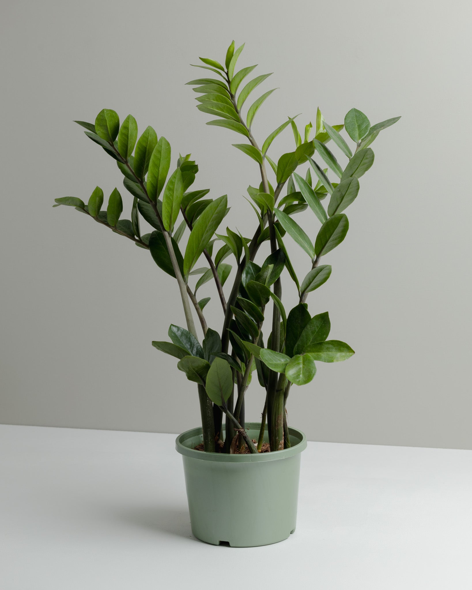 Zanzibar Gem. Buy Plants and have it delivered or Click and collect from our Brisbane based store.