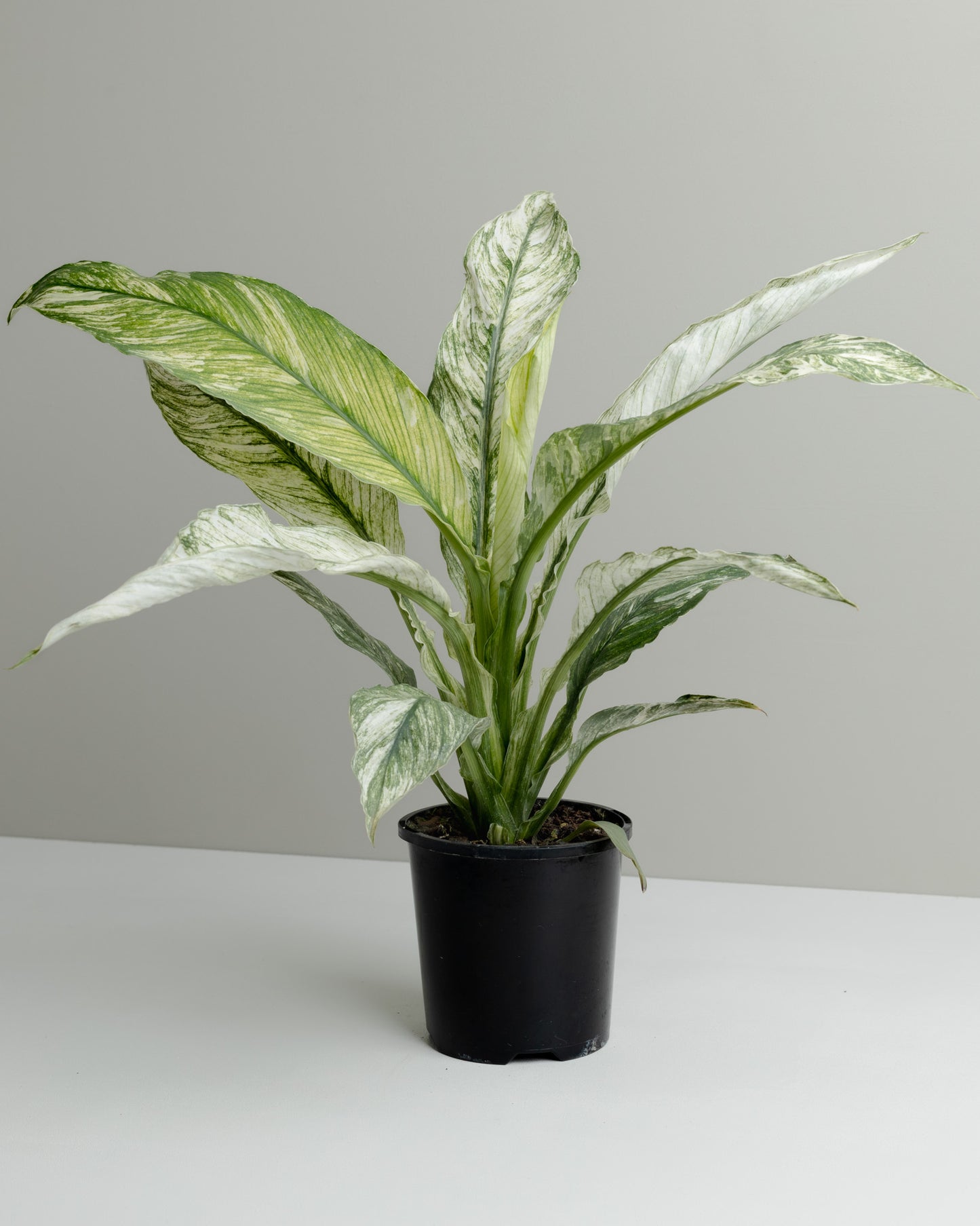 white sensation peace lily Spathiphyllum, Variegated Sensation (100mm pot size) – Little Fox Lane