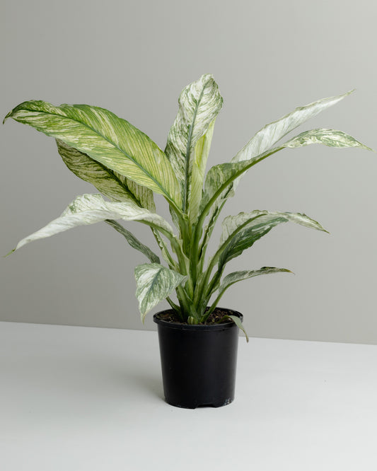 Spathiphyllum, Variegated Sensation  (100mm pot size)
