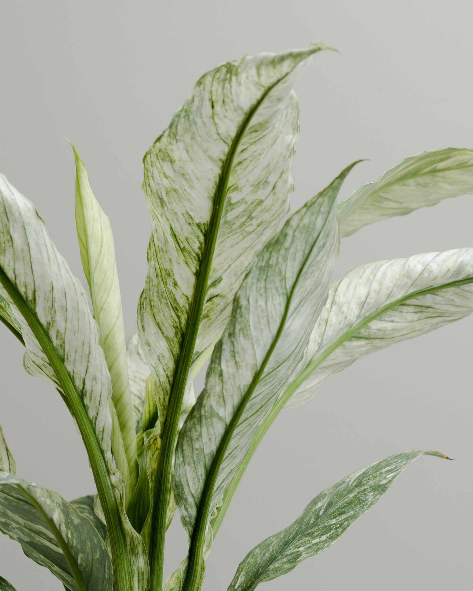 variegated peace lily sensation Spathiphyllum, Variegated Sensation (100mm pot size)