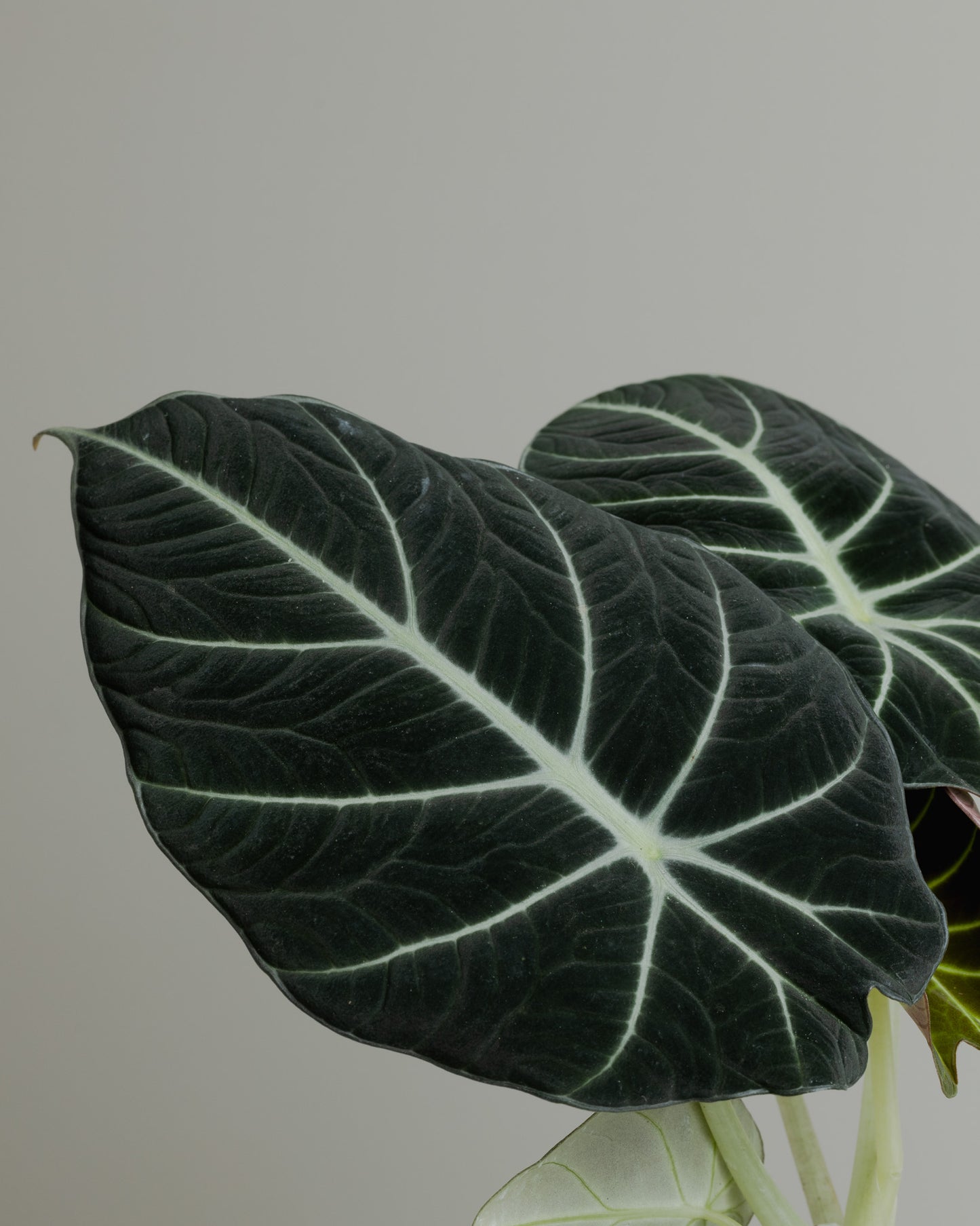Alocasia Reginula, Black Velvet (130mm Pot Size)