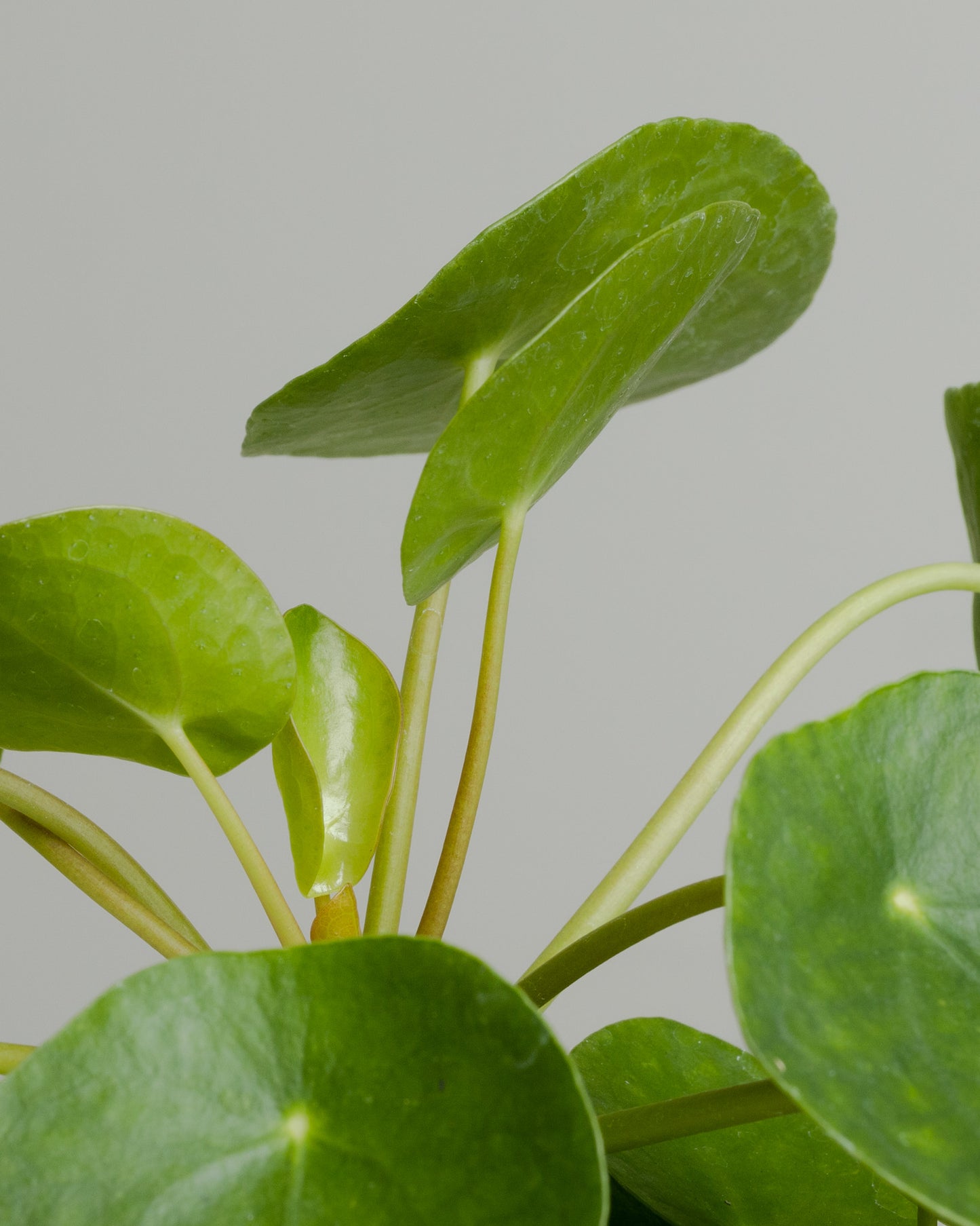 Pilea Peperomioides, 'Chinese Money Plant' (130mm Pot Size)
