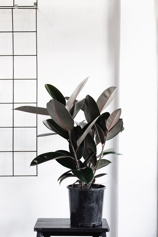 Ficus Elastica, Rubber tree (Burgandy 200mm Pot)