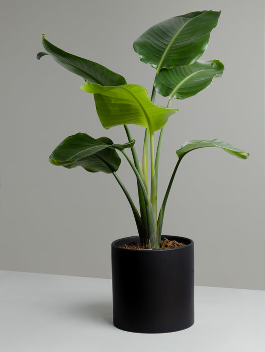 Bird of Paradise, Nicolai plant. Buy indoor plants online and have it delivered to your door.