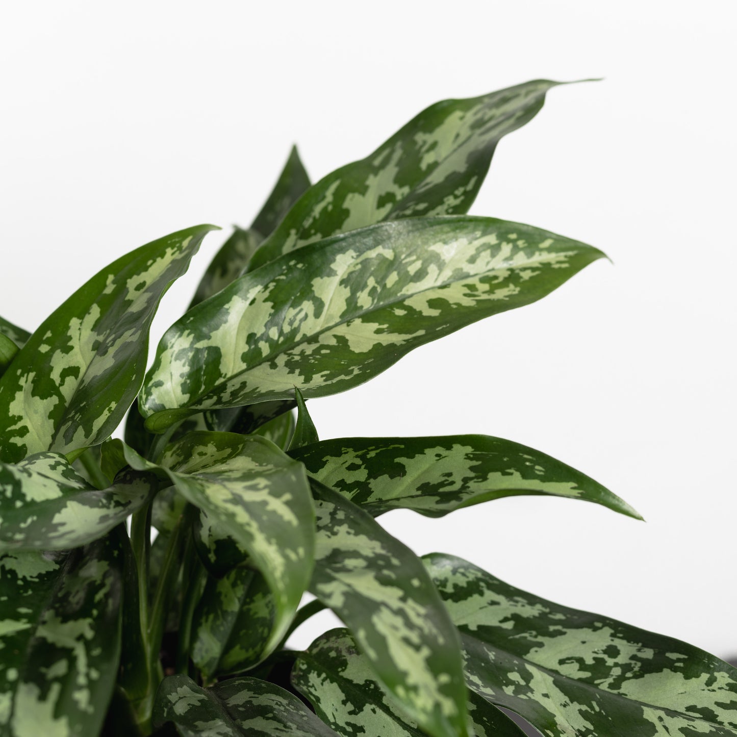 aglaonema mari Aglaonema Marie (175mm Pot size) – Little Fox Lane