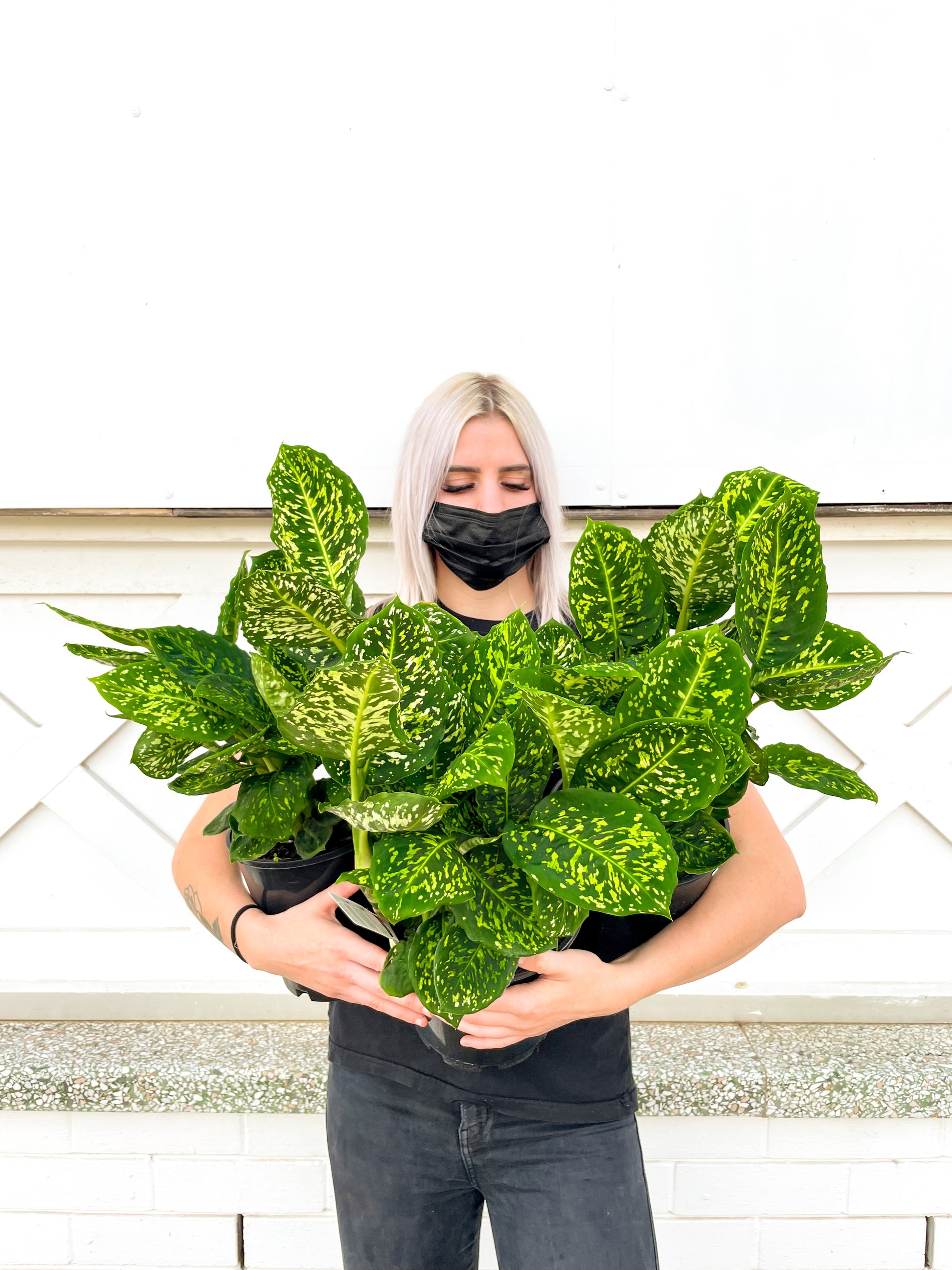 dieffenbachia reflector size Dieffenbachia, Reflector (180mm pot size)
