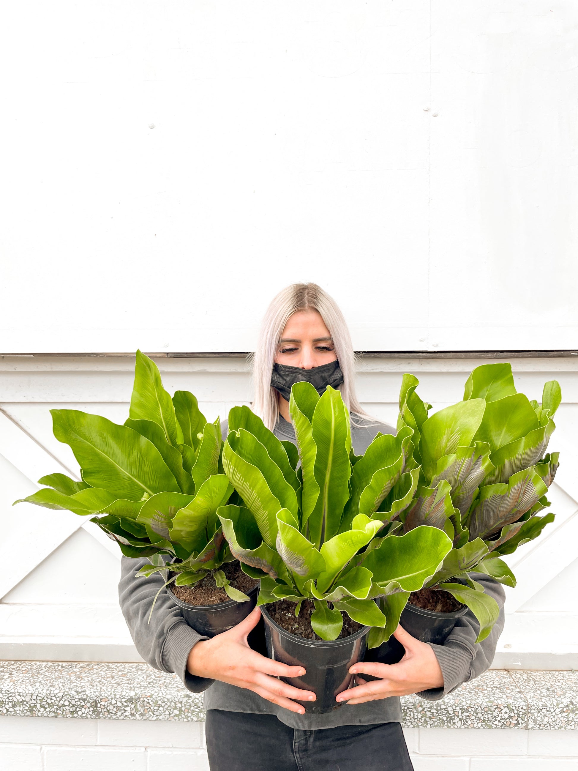norfolk gem birds nest fern Asplenium Norfolk gem bird's nest (180mm Pot Size)