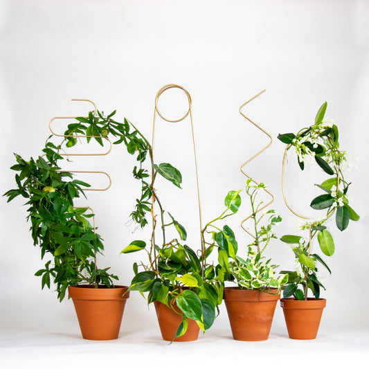 Gold Plant Stakes