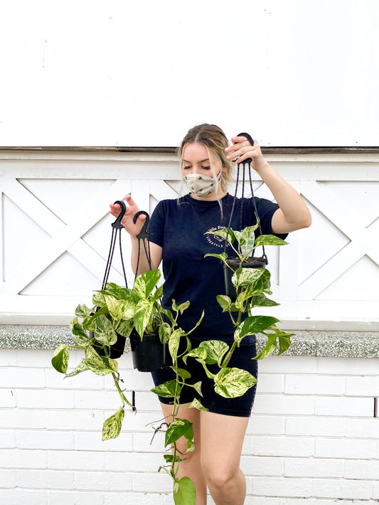 Pothos, Marble (130mm Pot Size)