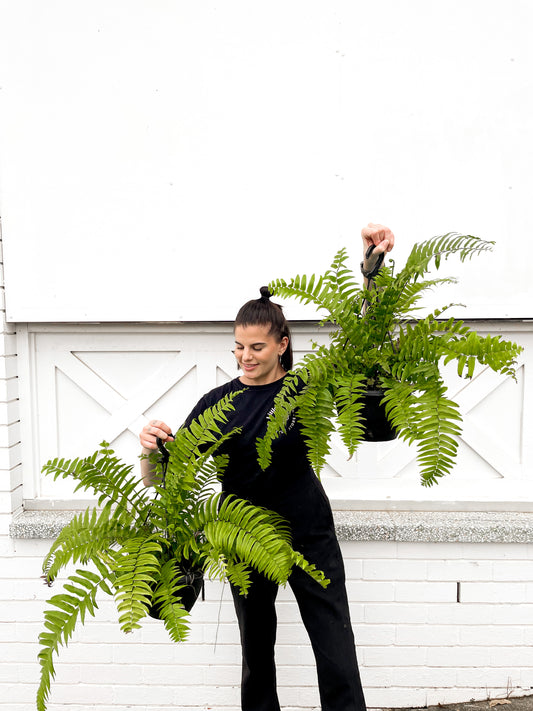 Nephrolepis Biserrata, Macho fern (200mm pot size)