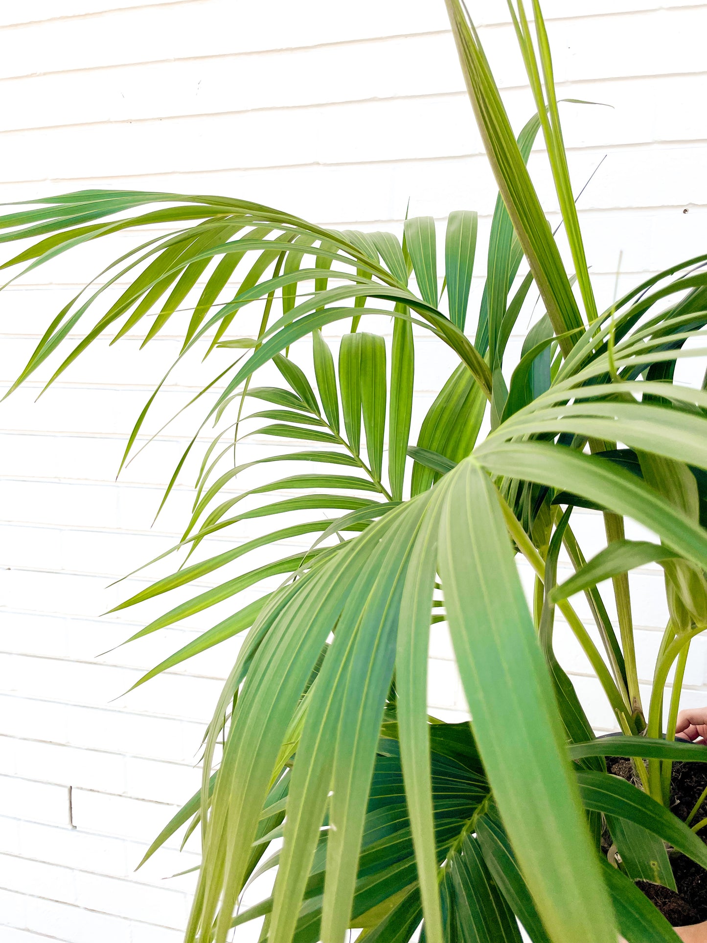 Kentia Palm, Howea (250mm Pot Size)