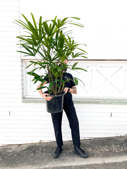 Rhapis Palm (300mm Pot Size)