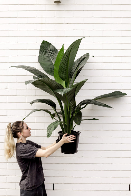 Peace Lily Blue Moon, XL double planted (250mm Pot)