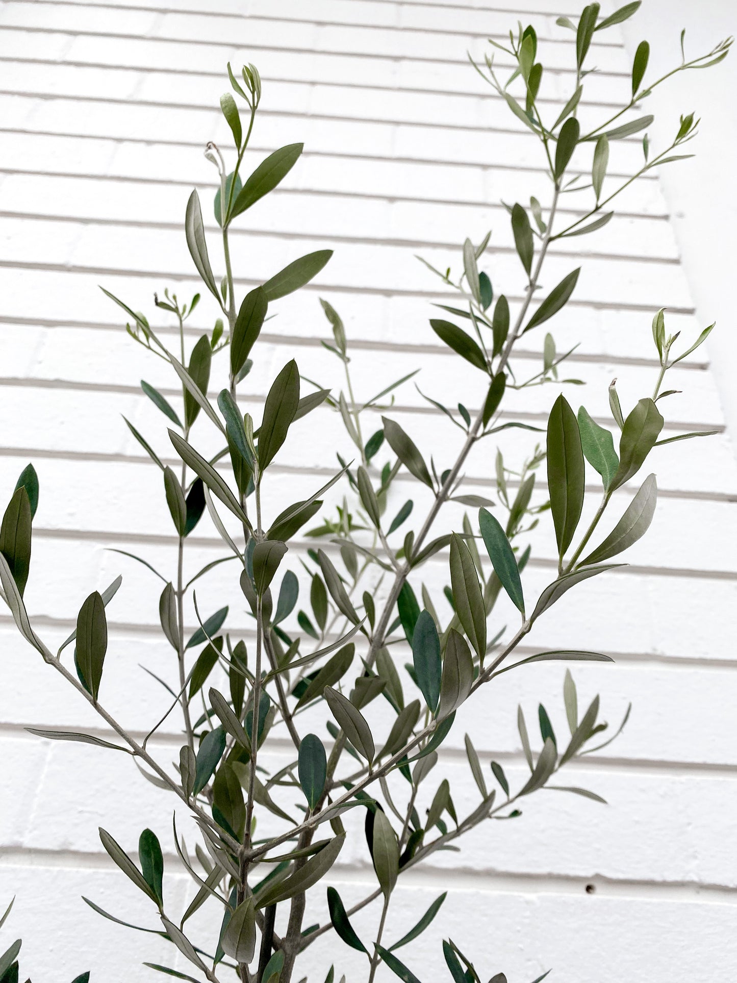 Olive tree (180mm pot size)