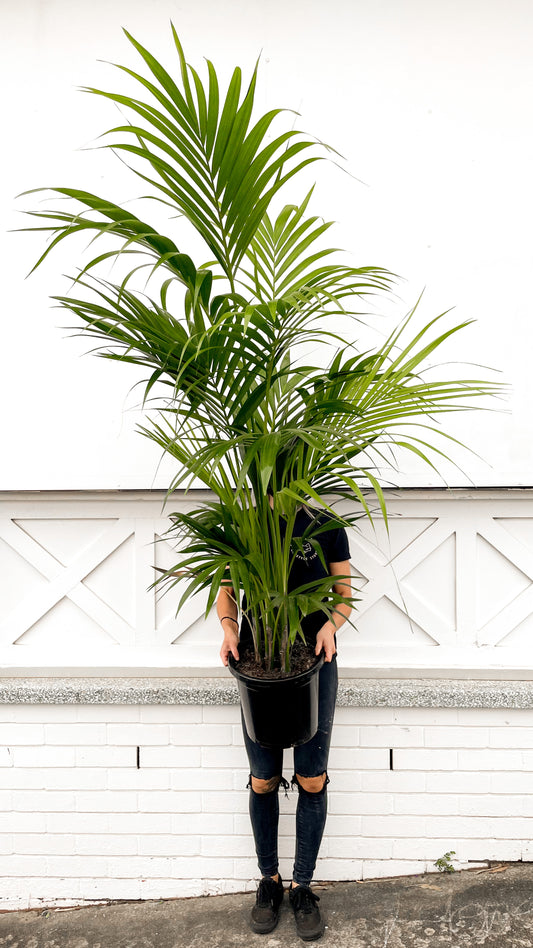 Kentia Palm, Howea (300mm Pot Size)