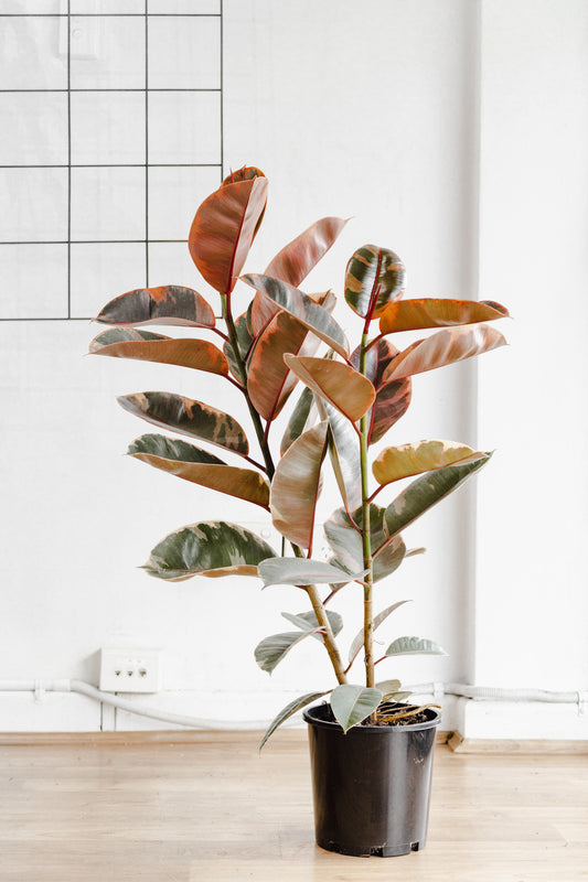 Ficus Elastica, Ruby (200mm Pot Size)