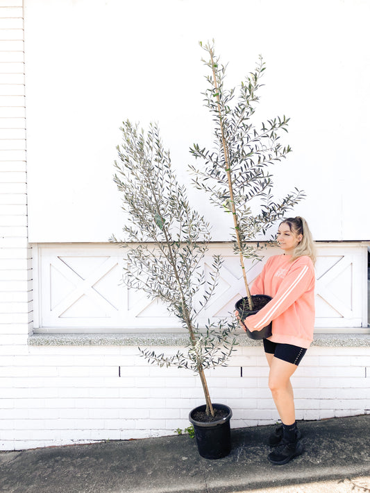Olive tree