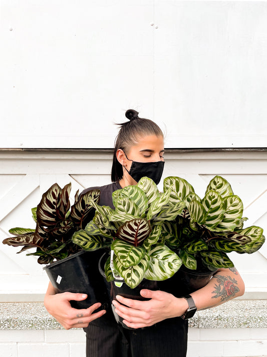 Calathea Makoyana (180mm pot size)