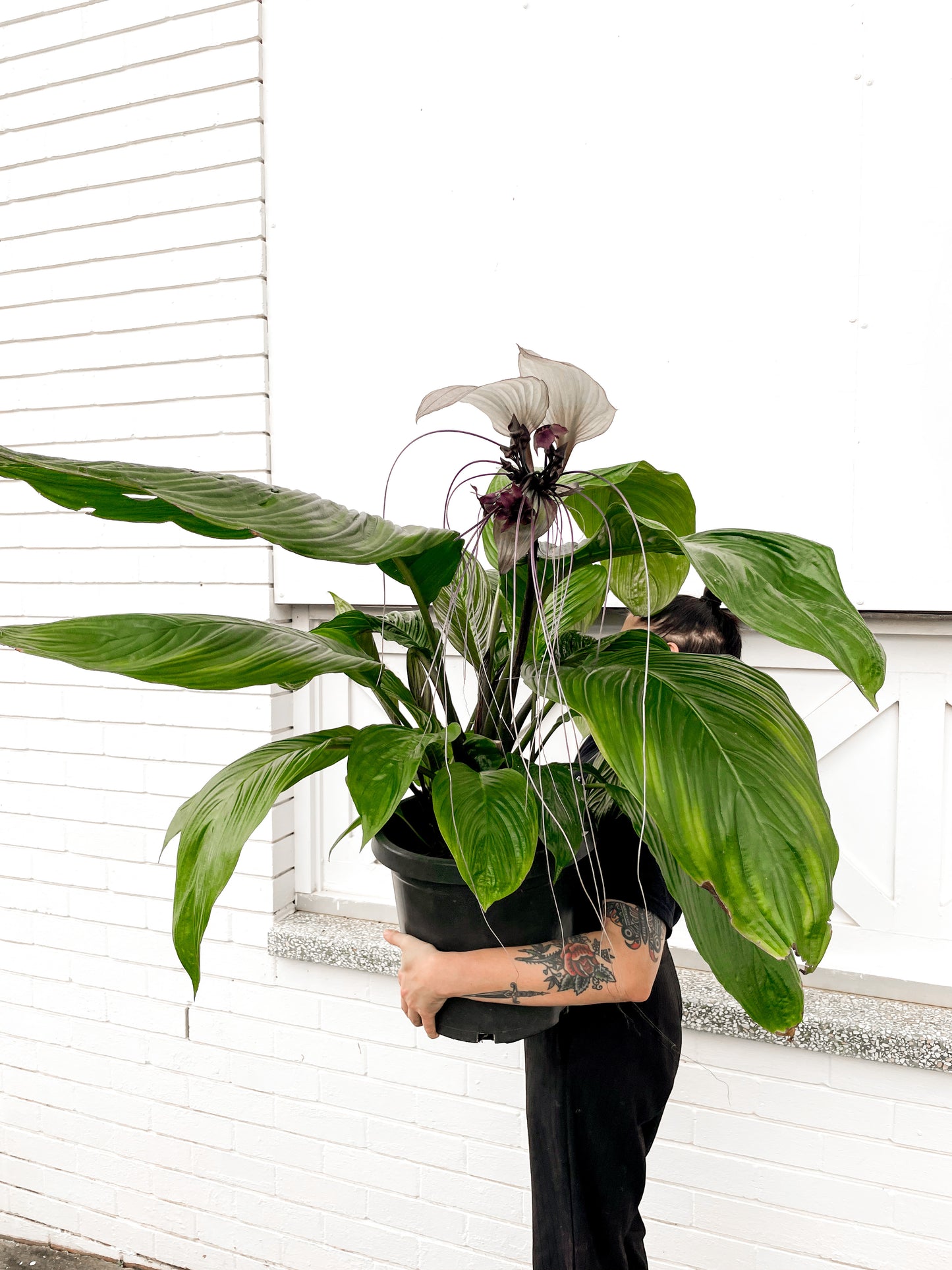 Bat Plant, white, Collector's plant. (300mm pot size)