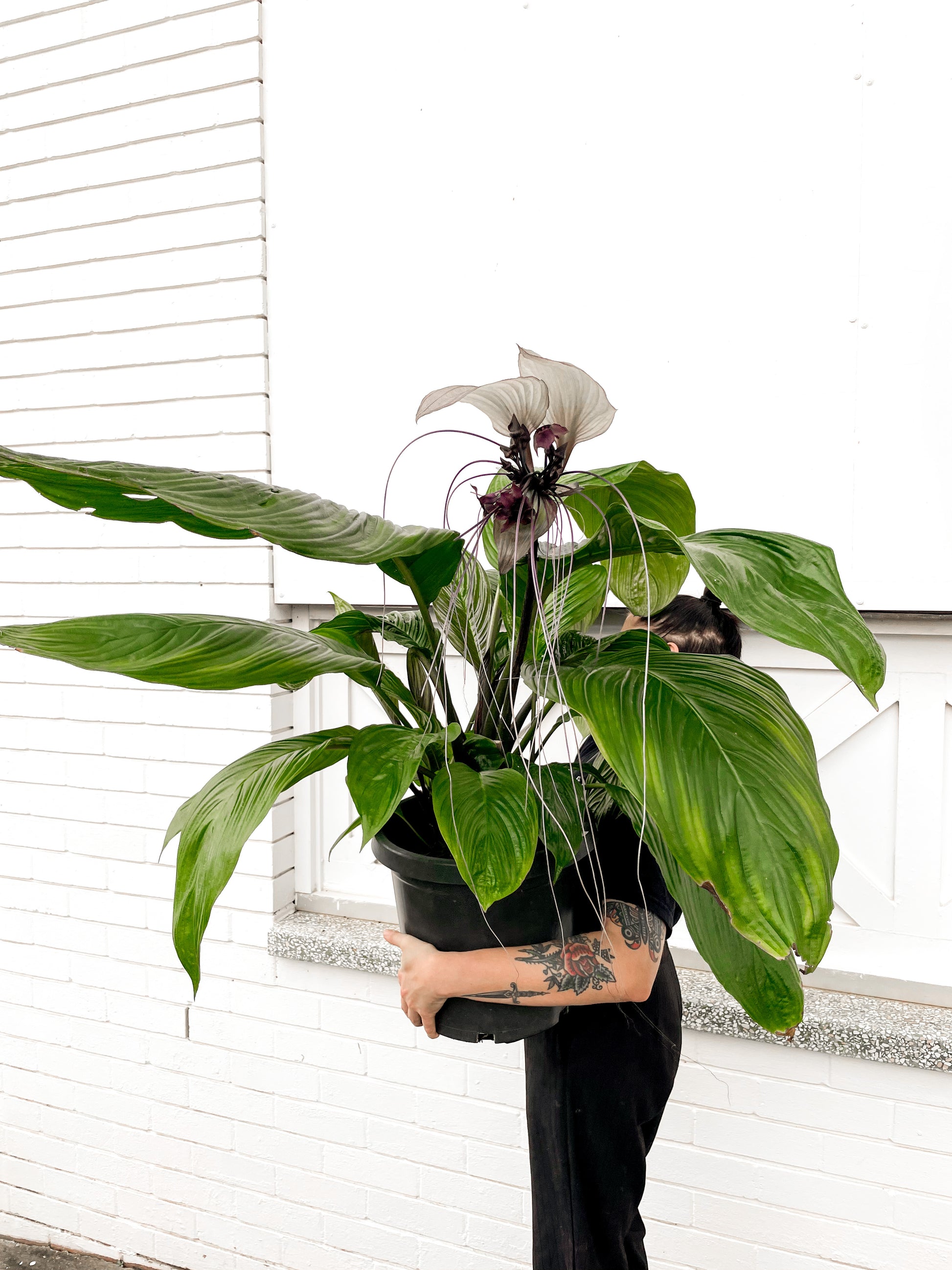 bat plant pot Bat Plant, white, Collector's plant. (300mm pot size)