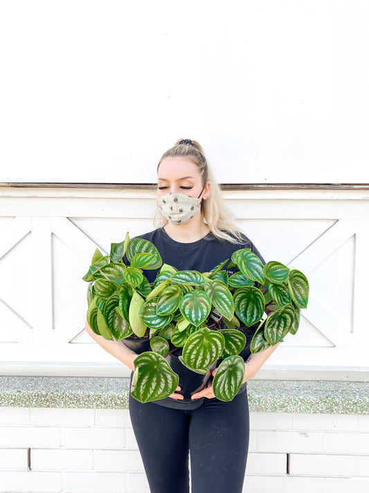 Peperomia Watermelon (180mm Pot Size)