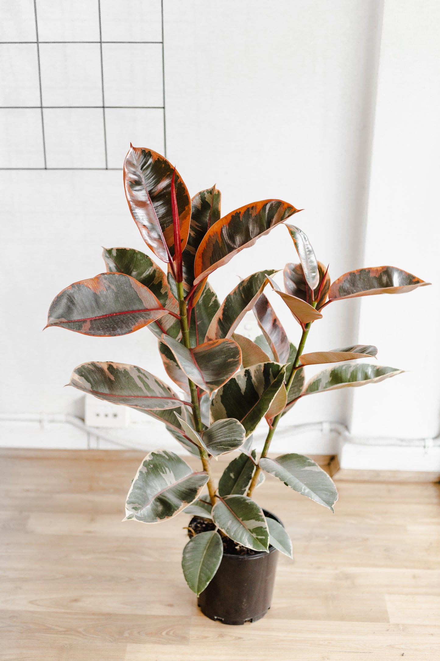 Ficus Elastica, Ruby (200mm Pot Size)