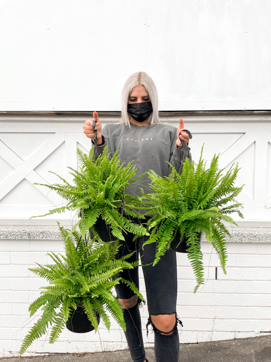 Nephrolepis, Hong Kong fern (180mm pot size)
