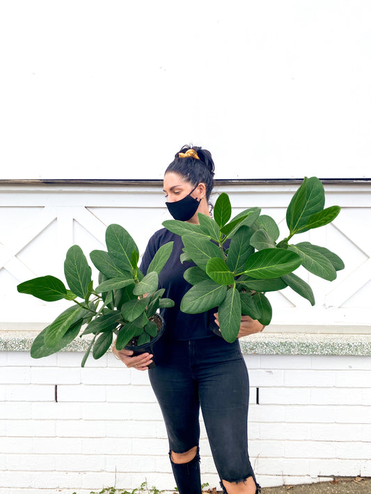 Ficus Audrey, benghalensis (175mm Pot)
