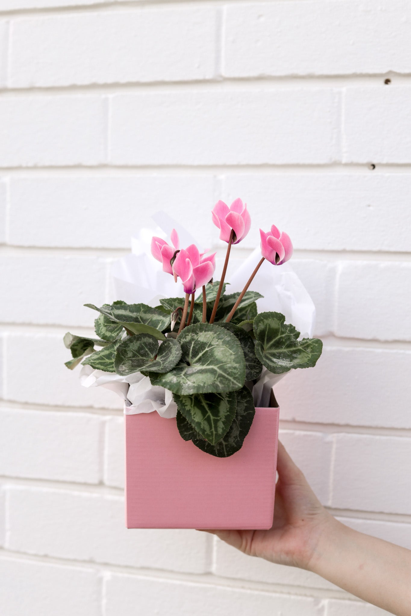 Pink Cyclamen flower box