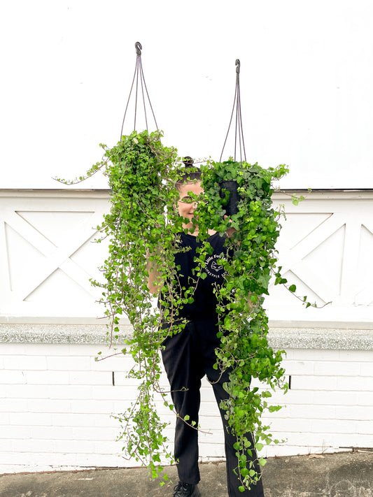 Ivy (130mm pot size)
