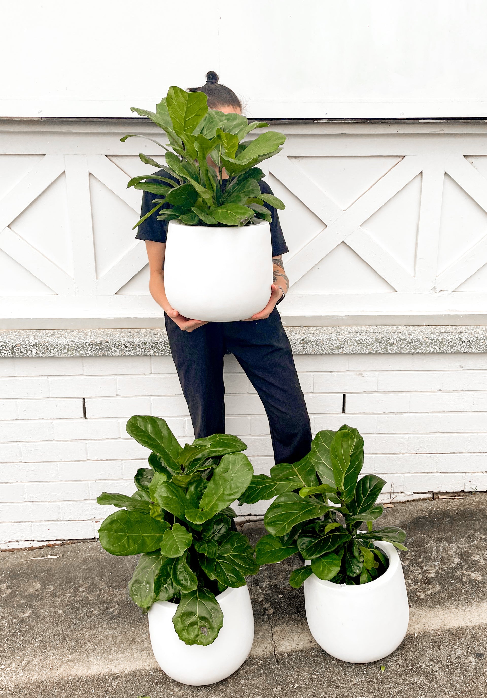 best pot size for fiddle leaf fig Fiddle Leaf Fig (200mm Pot Size) – Little Fox Lane