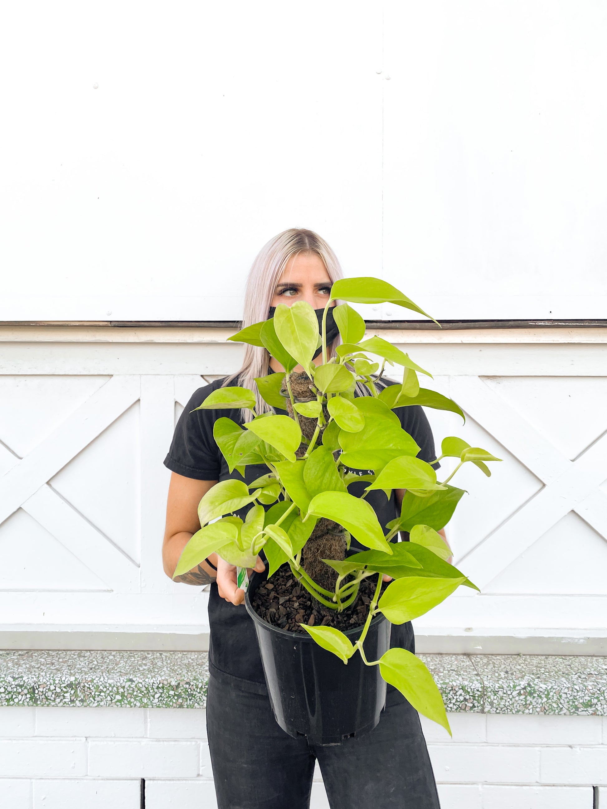 neon pothos totem Pothos Totem Pole, Neon (200mm Pot)