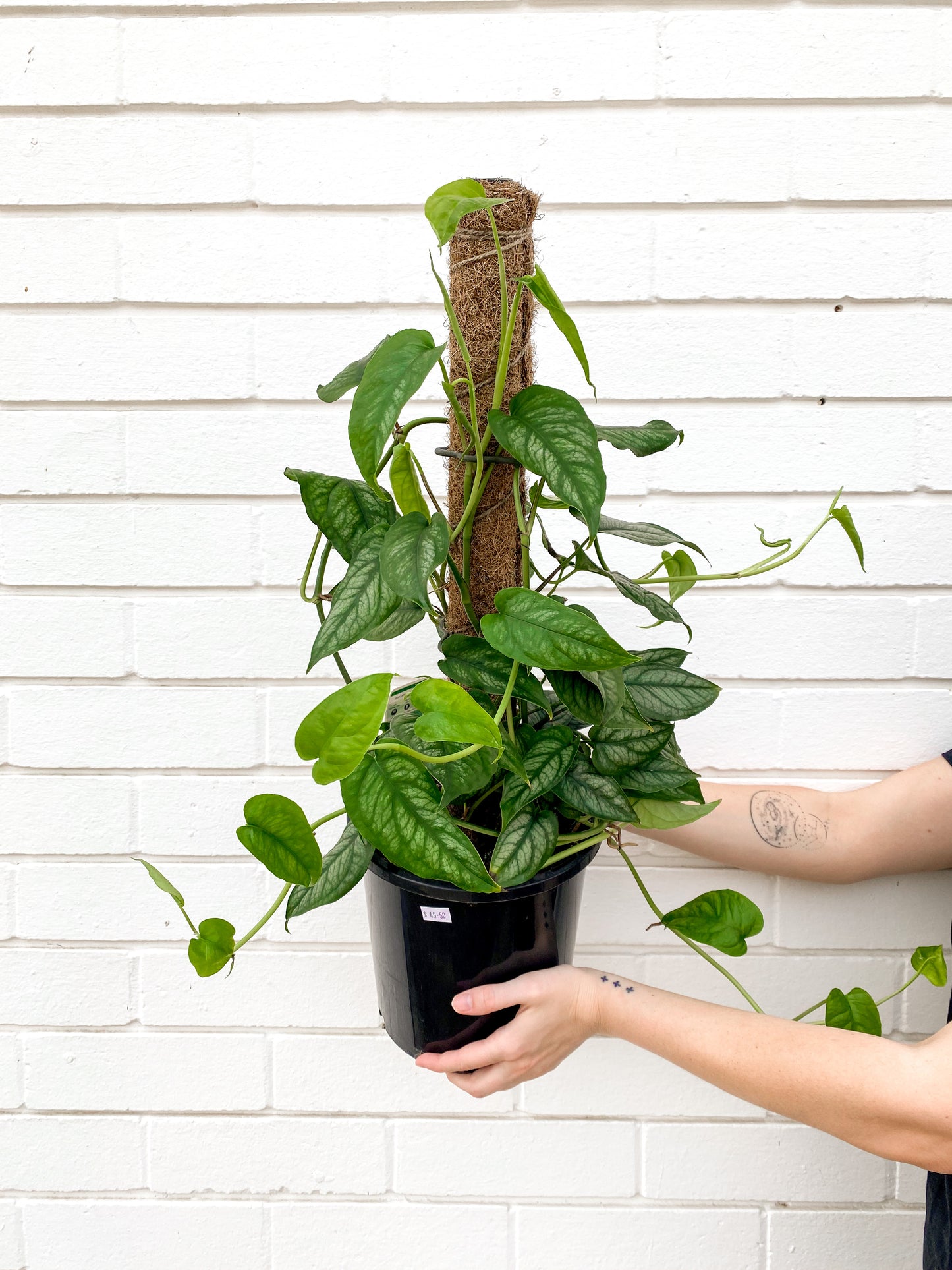 Monstera siltepecana (200mm pot size)