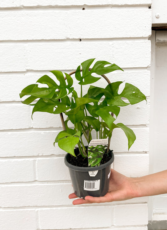 Rhaphidophora tetrasperma, 'Mini Monstera' (130mm Pot Size)
