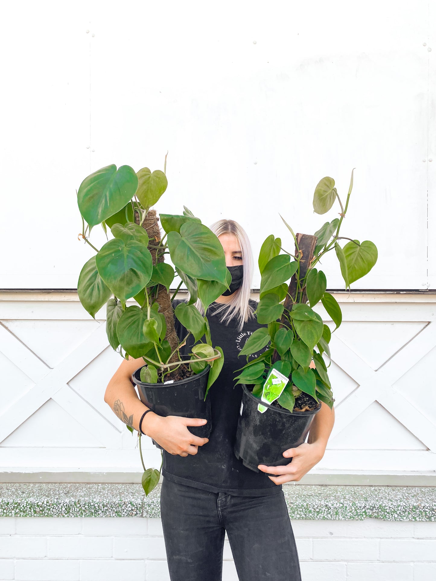 Philodendron Cordatum, totem pole (200mm pot size)